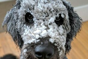 22 фотографии голдендудлей, которые пытаются вести себя как люди и очаровывают всех вокруг