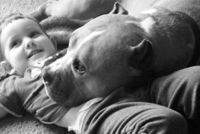 Дружелюбный питбуль