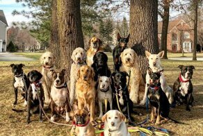 В Нью-Йоркской службе по выгулу собак делают крутейшие групповые фото своих подопечных