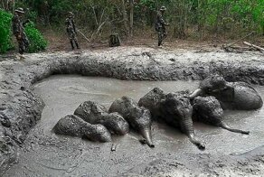 Шесть слонят угодили в грязевую ловушку в тайском заповеднике