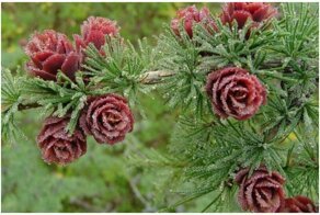 20 шишек, которые всем шишкам шишки