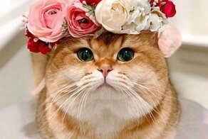 Художник делает цветочные короны для животных, и они действительно выглядят величественно