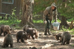 Заменил папу: российский биолог спас и воспитал 230 медвежат