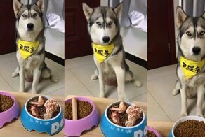 Поддельная еда для хаски