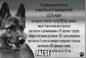 Боевые коты и кошки