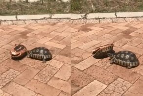 Друг в беде не бросит! Черепашья взаимовыручка