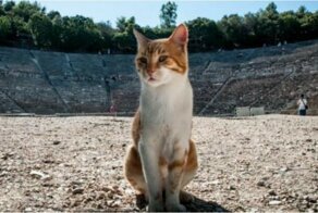 Борьба Ватикана с кошками