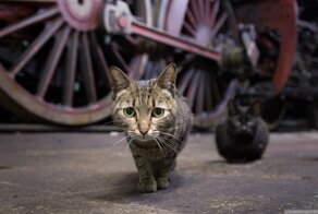 Паровозные котики