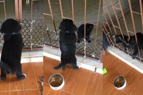 Котенок помог щенку в трудной ситуации