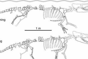 В Перу обнаружили останки древнего четвероногого кита