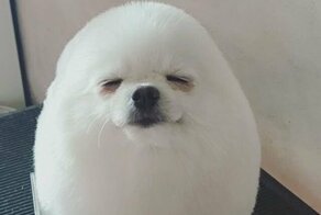 Грумер из Сингапура превратила шпица в маленькое яйцо