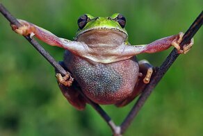 Фото очаровательных лягушек