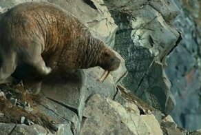 Глобальное потепление ставит моржей на грань гибели