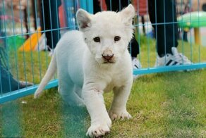 В китайском зоопарке растет редкий белый львенок
