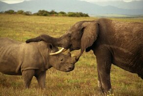 Слон убил браконьера на глазах у его друзей