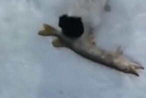 Собака чуть не утонула в лунке во время рыбалки