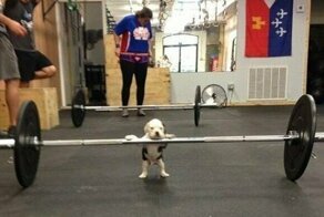 Вещи, которые никак не ожидаешь увидеть в тренажерном зале