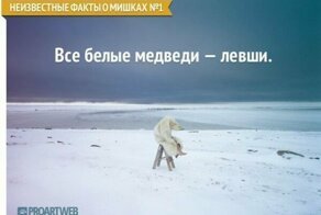 Неизвестные факты о мишках