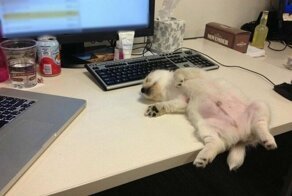 Собачки, которые сильно устали