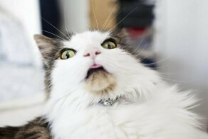 Семь кошачьих "почему?", ответы на которые вас удивят