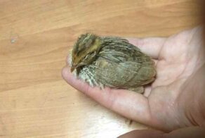 Пара решила узнать, получится ли вывести перепелов из яиц, купленных в магазине