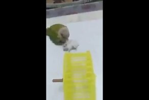Попугай готовит хомяка в космонавты