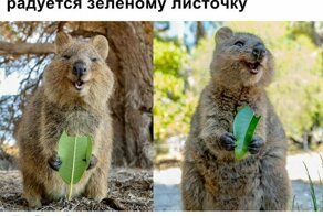 Скрины из социальных сетей