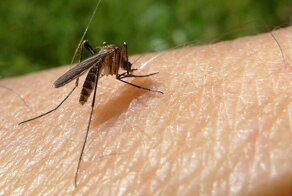 Россияне боятся комаров, думая что те заразят их ВИЧ