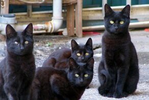 В столичной квартире обнаружили 60 черных кошек с 93-летней старушкой и ее сыном