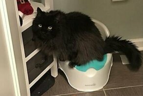 Виноватые коты, которые слегка пошалили и немного раскаиваются в этом (нет)