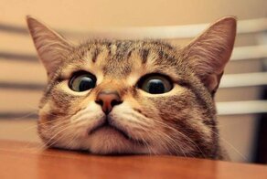 Котики, которые не ели уже полчаса