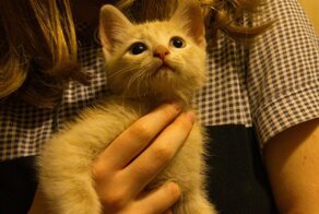 Дети нашли котёнка