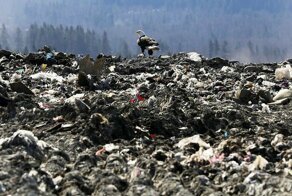 Белоголовые орланы переносят мусор со свалки в город, и люди не знают, что с этим делать