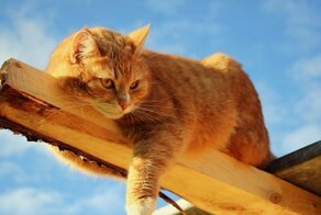 Не стали рассказывать дочери о смерти любимого кота: обман раскрыли только через 20 лет