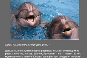 Интересные факты в картинках