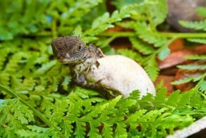 А вы видели, как появляются на свет водяные ящерицы?