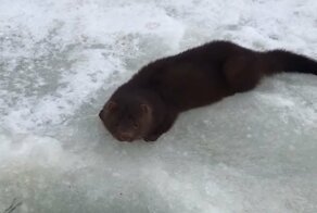 Рыбак поделился уловом с голодной норкой