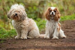 Фотограф устраивает съемки для собак из приюта, чтобы помочь им обрести хозяев