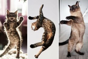 Танцующие коты