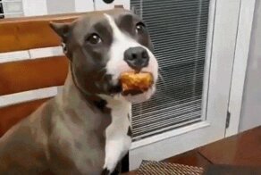 Животный Гиф