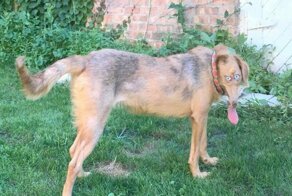 25 фото животных, которые неудачно попались в панорамный снимок