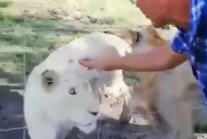 Мужчина чуть не лишился руки, пытаясь погладить львицу