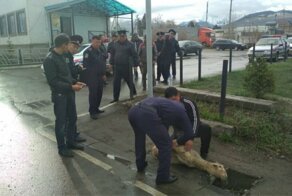 Киргизские гаишники принесли в жертву барана, чтобы сократить количество аварий на дорогах