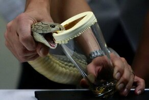 Очень необычные профессии, за которые хорошо платят