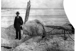 Когда монстров вымывает на берег: кто такие глобстеры