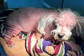 Хозяйка не хотела тратить на больного пса деньги, поэтому «лечила» его средством для чистки ковров