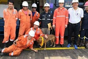 В Таиланде спасли собаку, которая была обнаружена посреди Сиамского залива в 217 километрах от берега