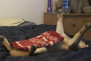 55 забавных собак со странностями в поведении