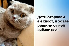 22 истории о домашних любимцах, которых приютили и очень сильно полюбили