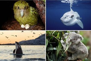 Животные с неудачной анатомией и странными повадками, которые до сих пор почему-то существуют